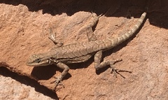 Urosaurus ornatus wrighti