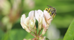 Pseudagapostemon citricornis