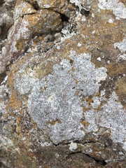 Diplotomma alboatrum