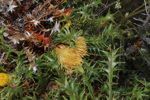 Image of Banksia falcata by (c) Thomas Mesaglio, some rights reserved (CC BY)