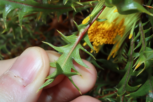 Image of Banksia falcata by (c) Thomas Mesaglio, some rights reserved (CC BY)