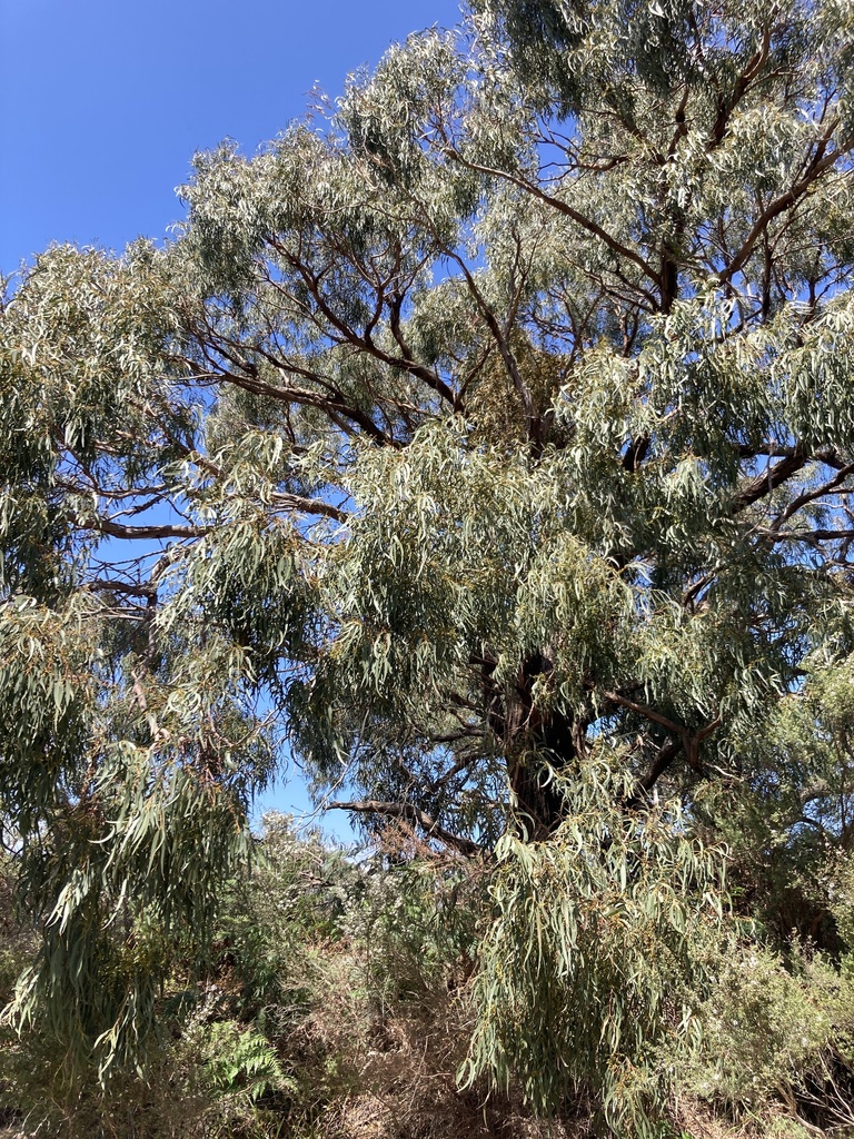 manna-gum-from-langwarrin-flora-fauna-reserve-langwarrin-vic-au-on