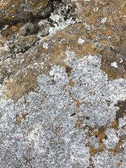 Diplotomma alboatrum