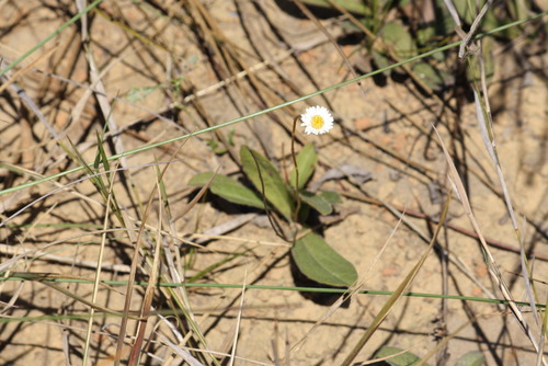 Inulopsis