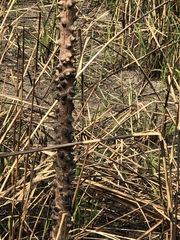 Cochlospermum gillivraei