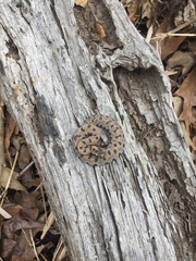 Sistrurus miliarius streckeri