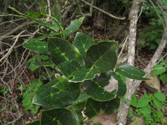 Citronella mucronata