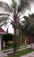 Arecaceae
