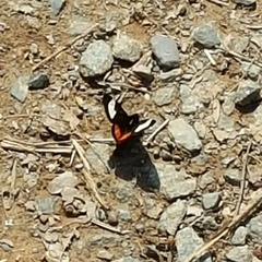 Psychomorpha epimenis