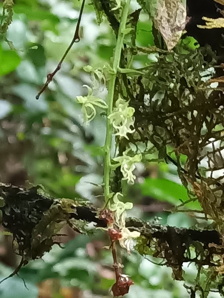 Cryptarrhena guatemalensis