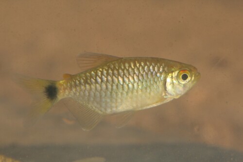 Moenkhausia australis