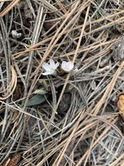 Claytonia rosea