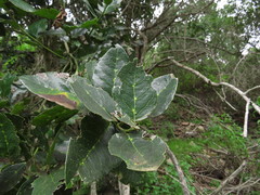 Citronella mucronata