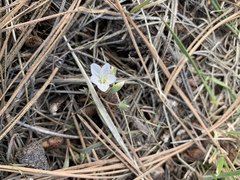 Claytonia rosea