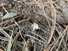Claytonia rosea