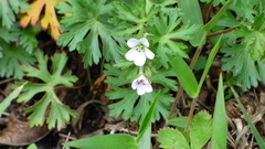 Geranium brasiliense