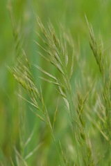 Festuca bromoides