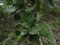 Citronella mucronata
