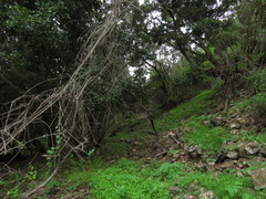 Cryptocarya alba