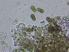 Lichenostigma maureri