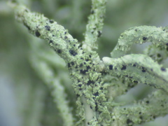 Lichenostigma maureri