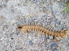 Scolopendra aztecorum