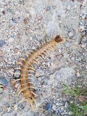 Scolopendra aztecorum