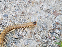 Scolopendra aztecorum