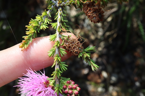 Image of Melaleuca jonesii by (c) Thomas Mesaglio, some rights reserved (CC BY)