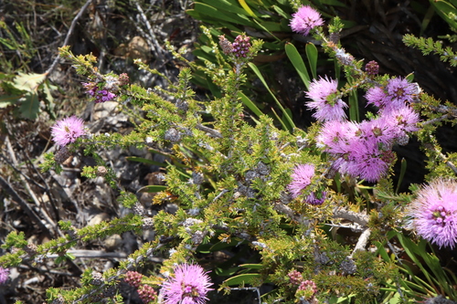Image of Melaleuca jonesii by (c) Thomas Mesaglio, some rights reserved (CC BY)
