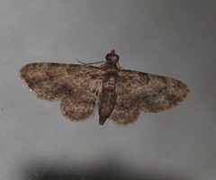 Gymnoscelis fasciata