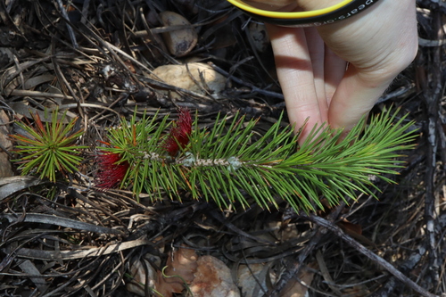 Image of Melaleuca peucophylla by (c) Thomas Mesaglio, some rights reserved (CC BY)