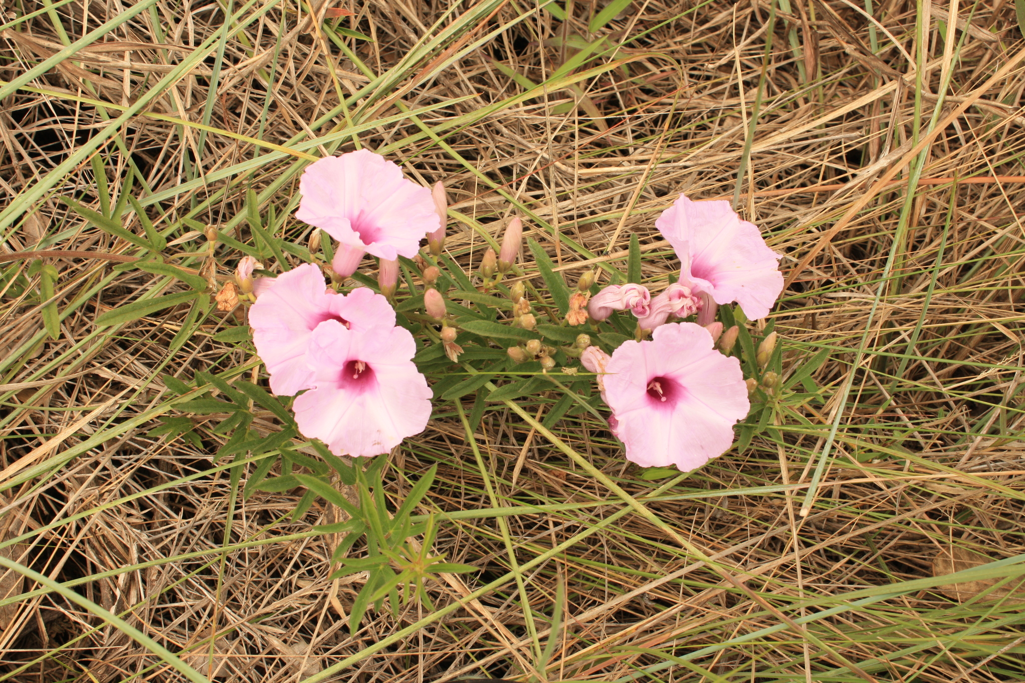Ipomoea delphinioides