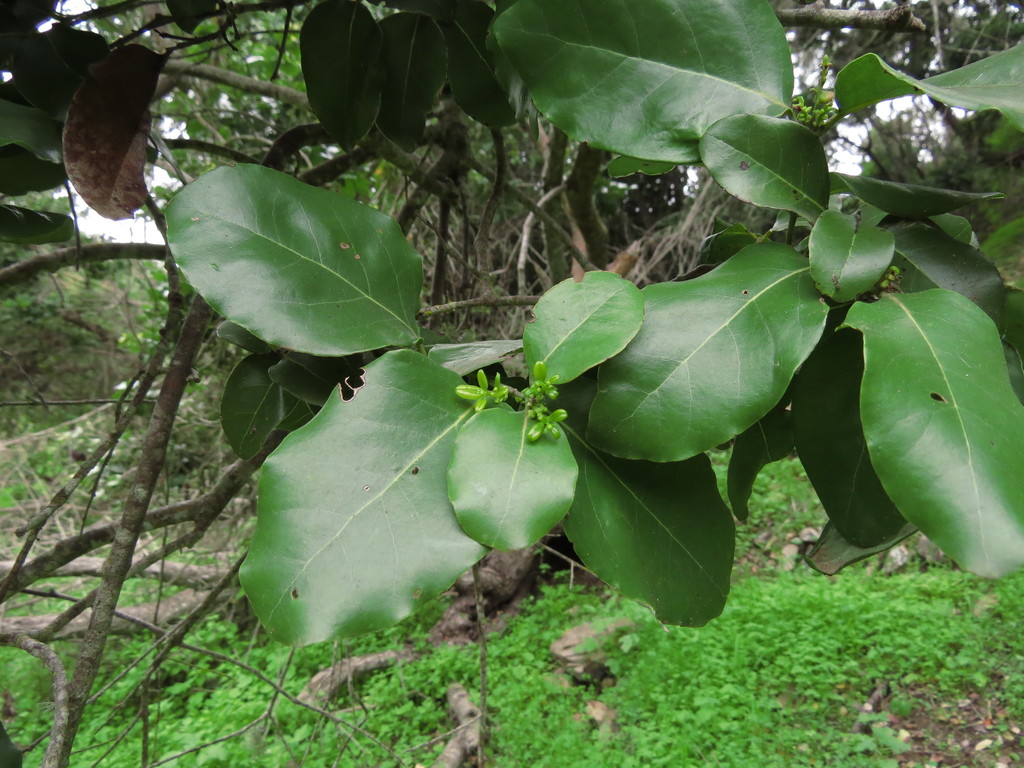 Cryptocarya alba, Choapa, Región de Coquimbo, Chile