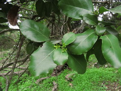Cryptocarya alba