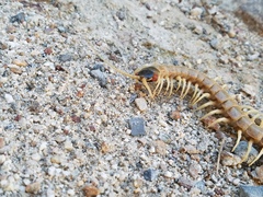 Scolopendra aztecorum