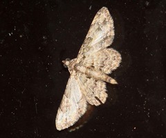 Gymnoscelis lophopus