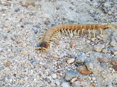 Scolopendra aztecorum