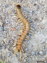 Scolopendra aztecorum