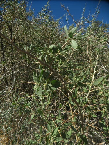 Image of Lycium cooperi by no rights reserved