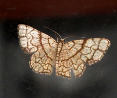 Heterostegane warreni