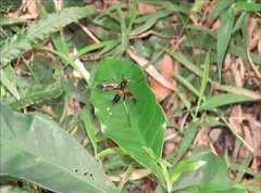 Pselliophora flavibasis