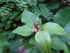Croton morifolius