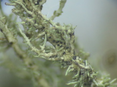 Lichenostigma maureri