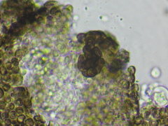 Lichenostigma maureri
