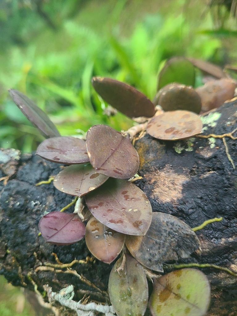 Meiracyllium trinasutum