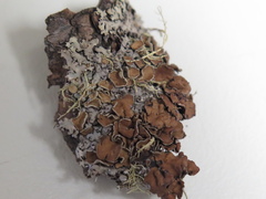 Imshaugia placorodia