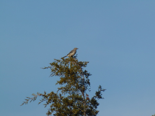 eastern redcedar photograph by the iNaturalist community