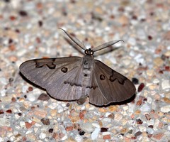 Hypochrosis sternaria
