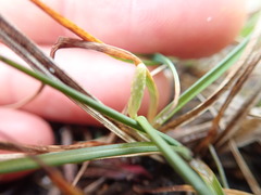 Carex saliniformis